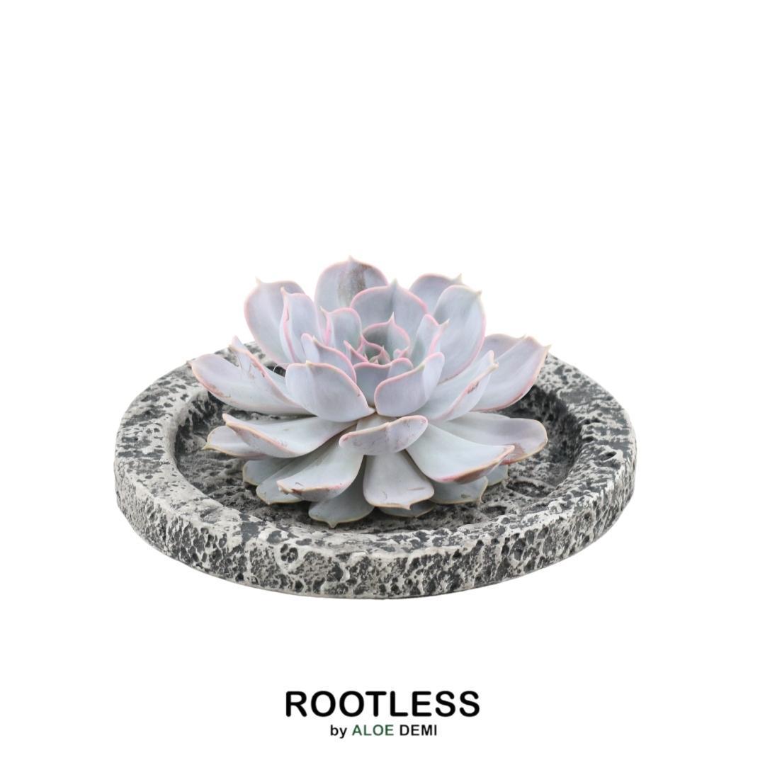 ROOTLESS Succulent Echeveria Lilacina in Schale 'Concrete' Ø20 cm - ↕5 cm