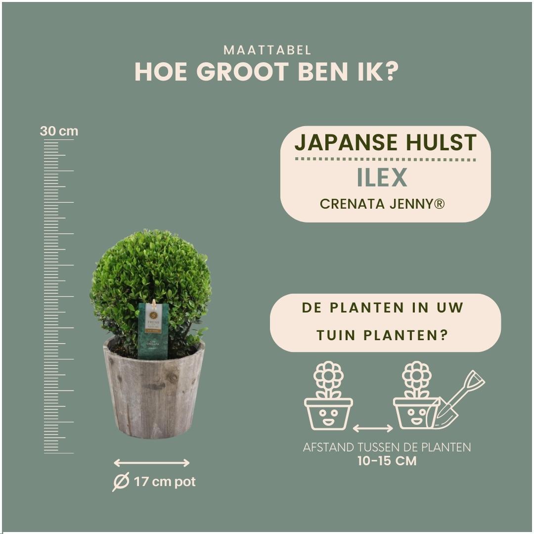 Ilex crenata 'Jenny' Kugelform | 2er-Set in Holztöpfen | Immergrüne Buchsbaum-Alternative | Ø20 cm