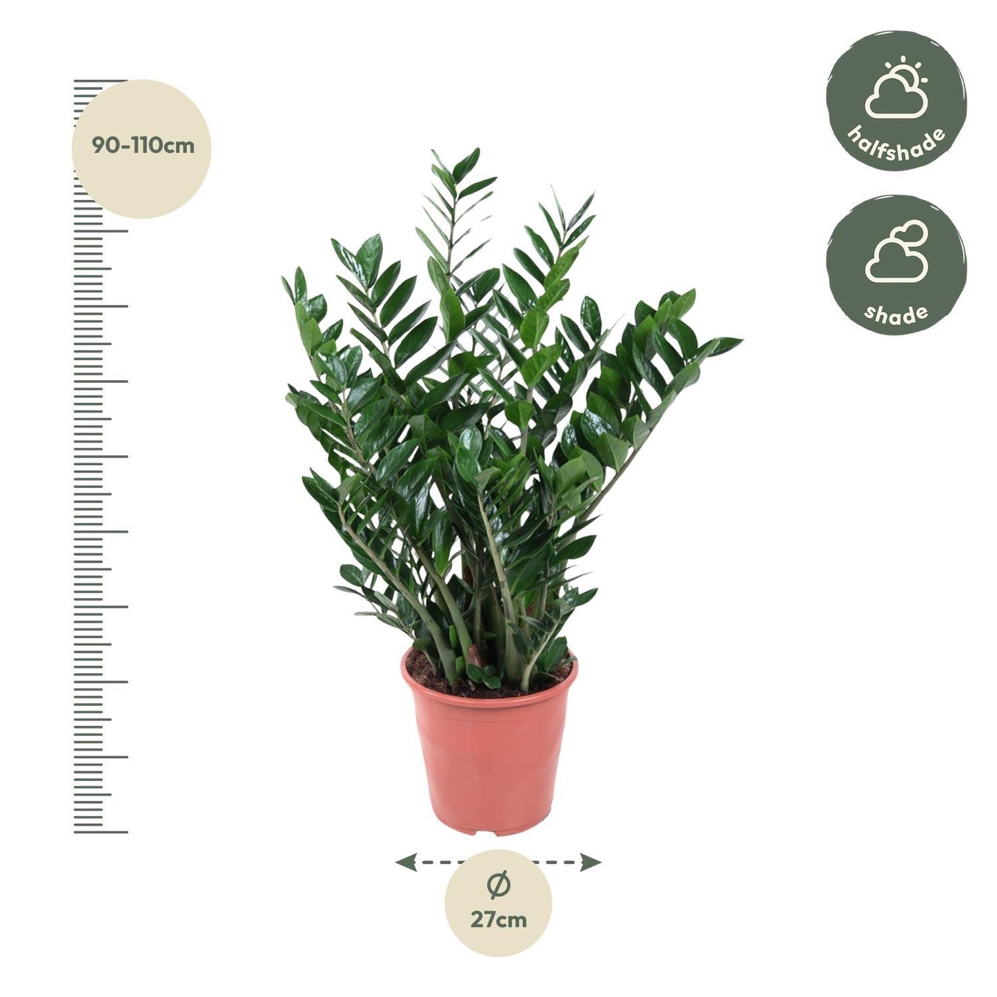 Zamioculcas Zamiifolia - 100 cm - ø27 cm