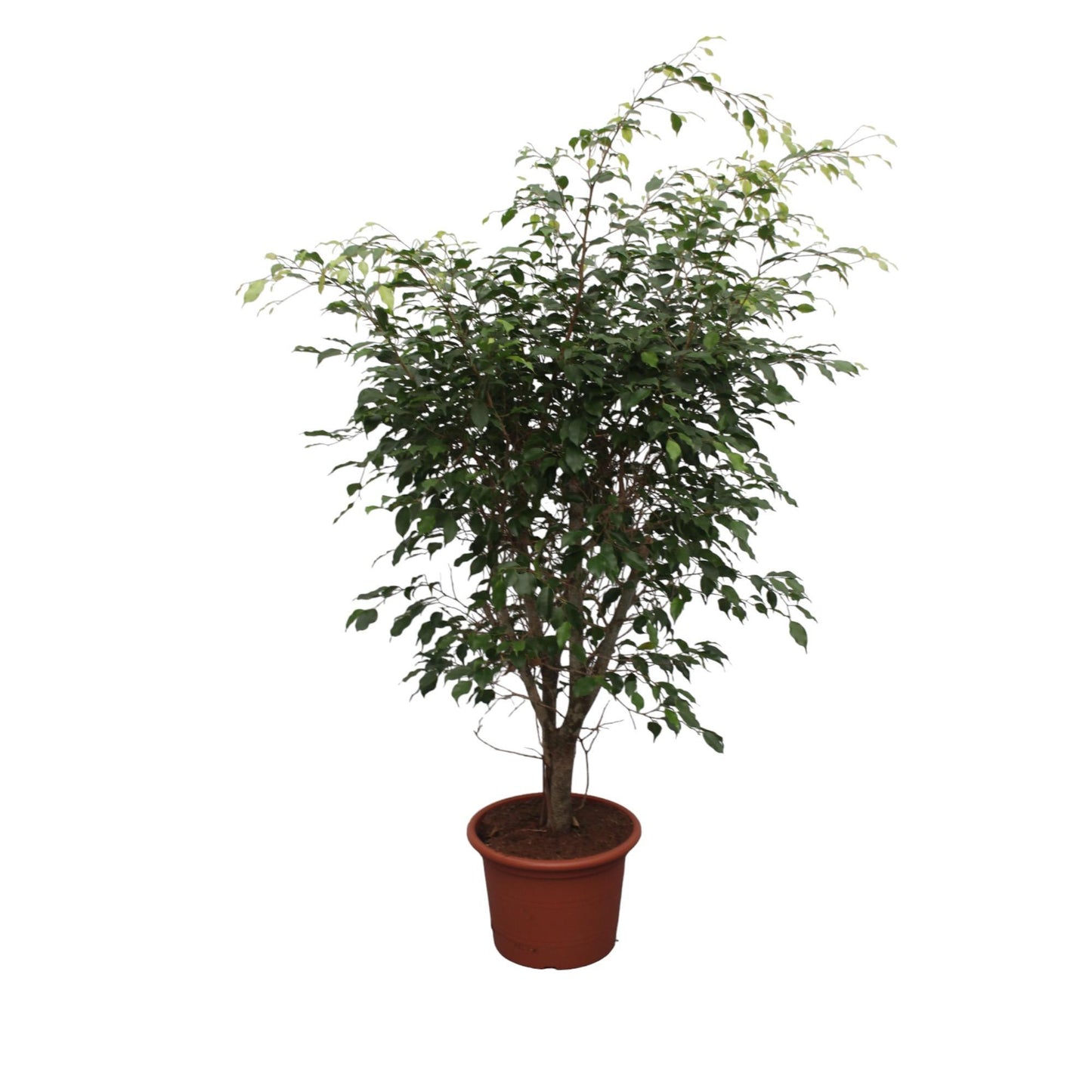 Ficus Benjamina Exotica Verzweigt – 150 cm, Ø: 40 cm