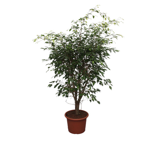 Ficus Benjamina Exotica Verzweigt – 150 cm, Ø: 40 cm