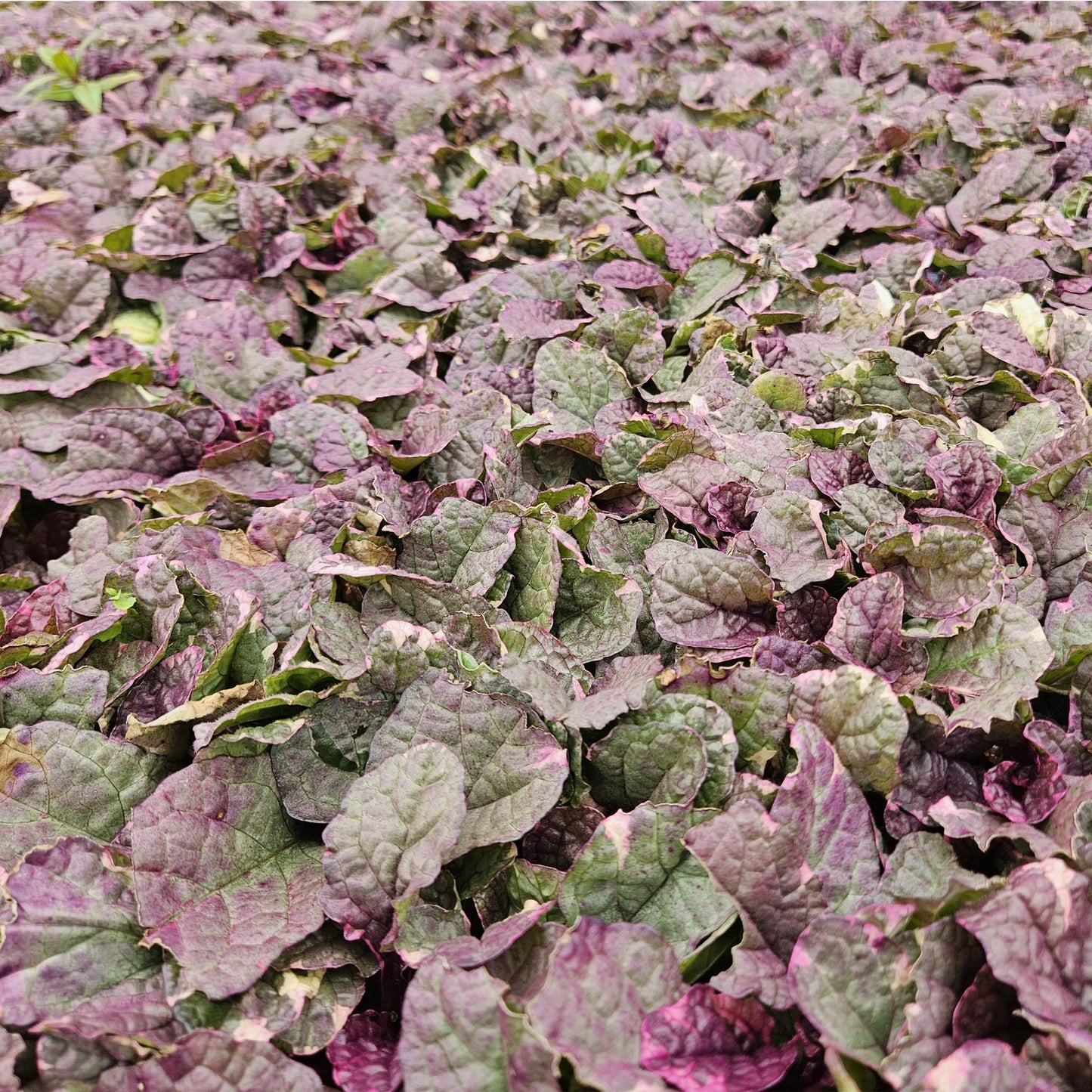 Ajuga reptans 'Burgundy Glow' - ↕25cm - Ø9cm - 40x