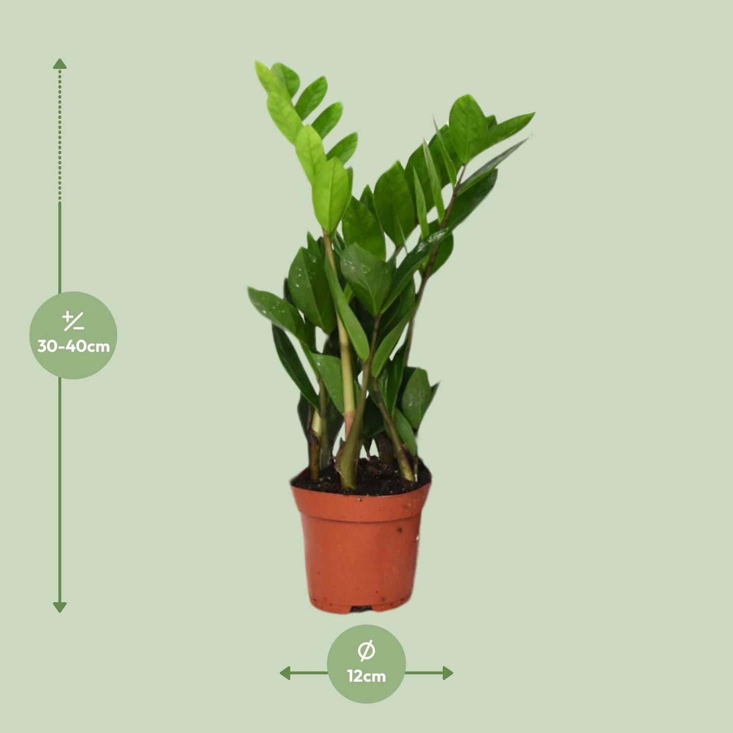 Zamioculcas Zamiifolia (Glücksfeder) - Ø12cm - ↕40cm