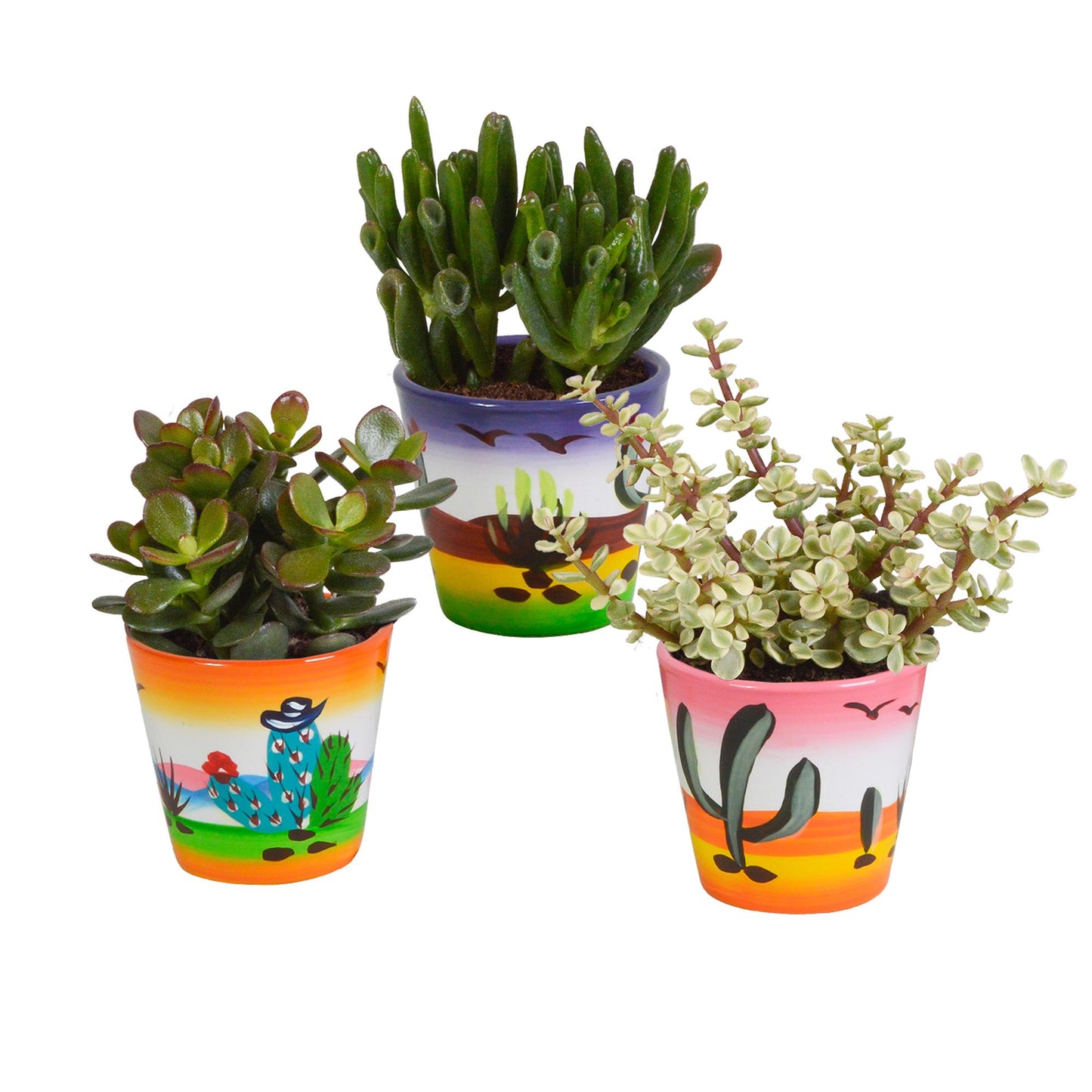 Crassula-Mix 8,5 cm - 3x - im Mexicanischen Topf