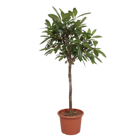 Ficus Cyathistipula-Baum - 180 cm - ø40cm