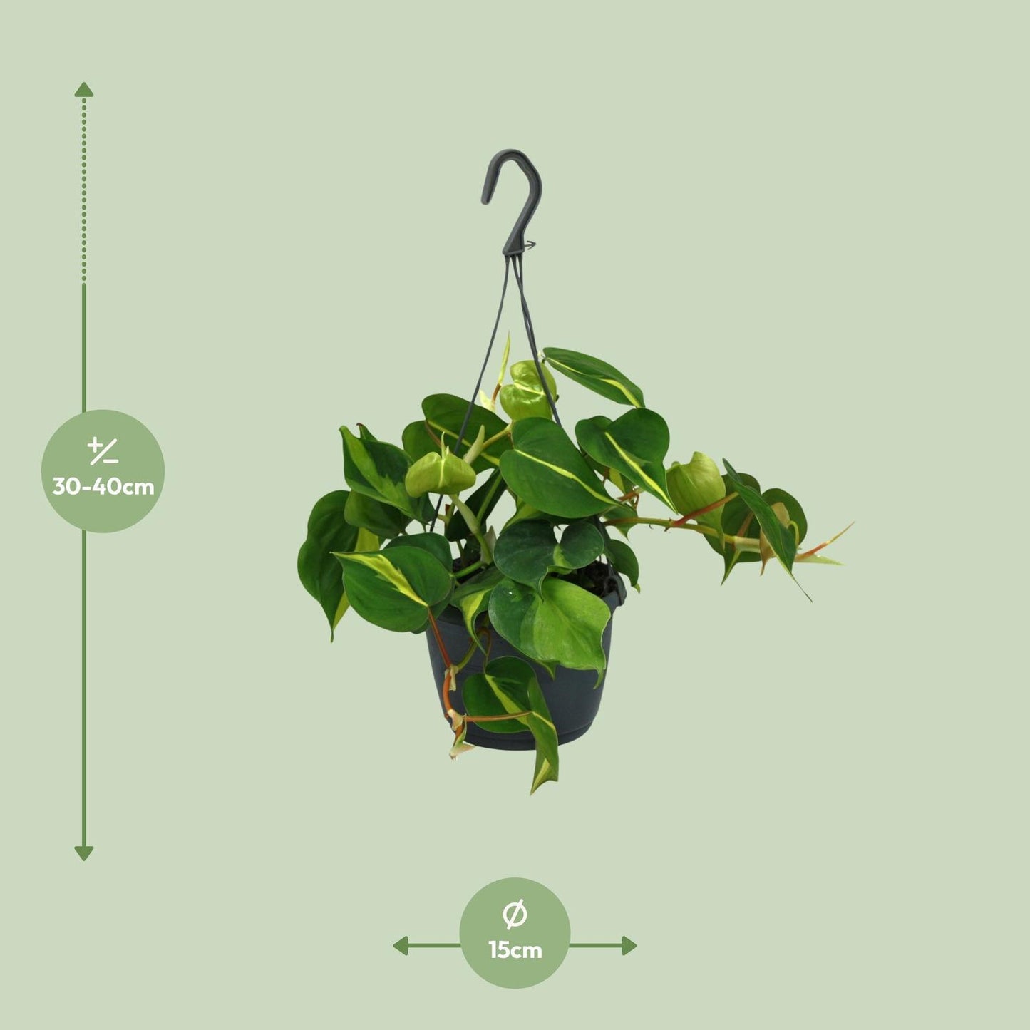 Philodendron Scandens Brasil – Farbenfroher Kletterphilodendron für stilvolle Innenräume (Ø 15 cm, Höhe 35 cm)