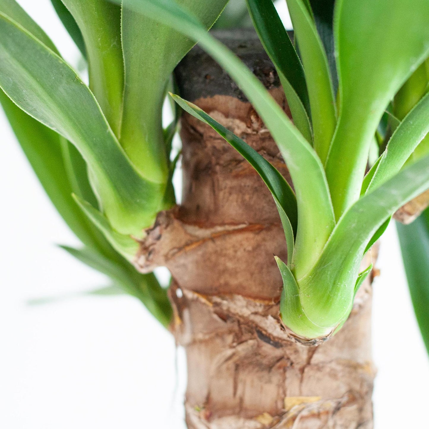 Dracaena  Janet Lindt mit Sofia-Korb natur - 95cm - Ø21