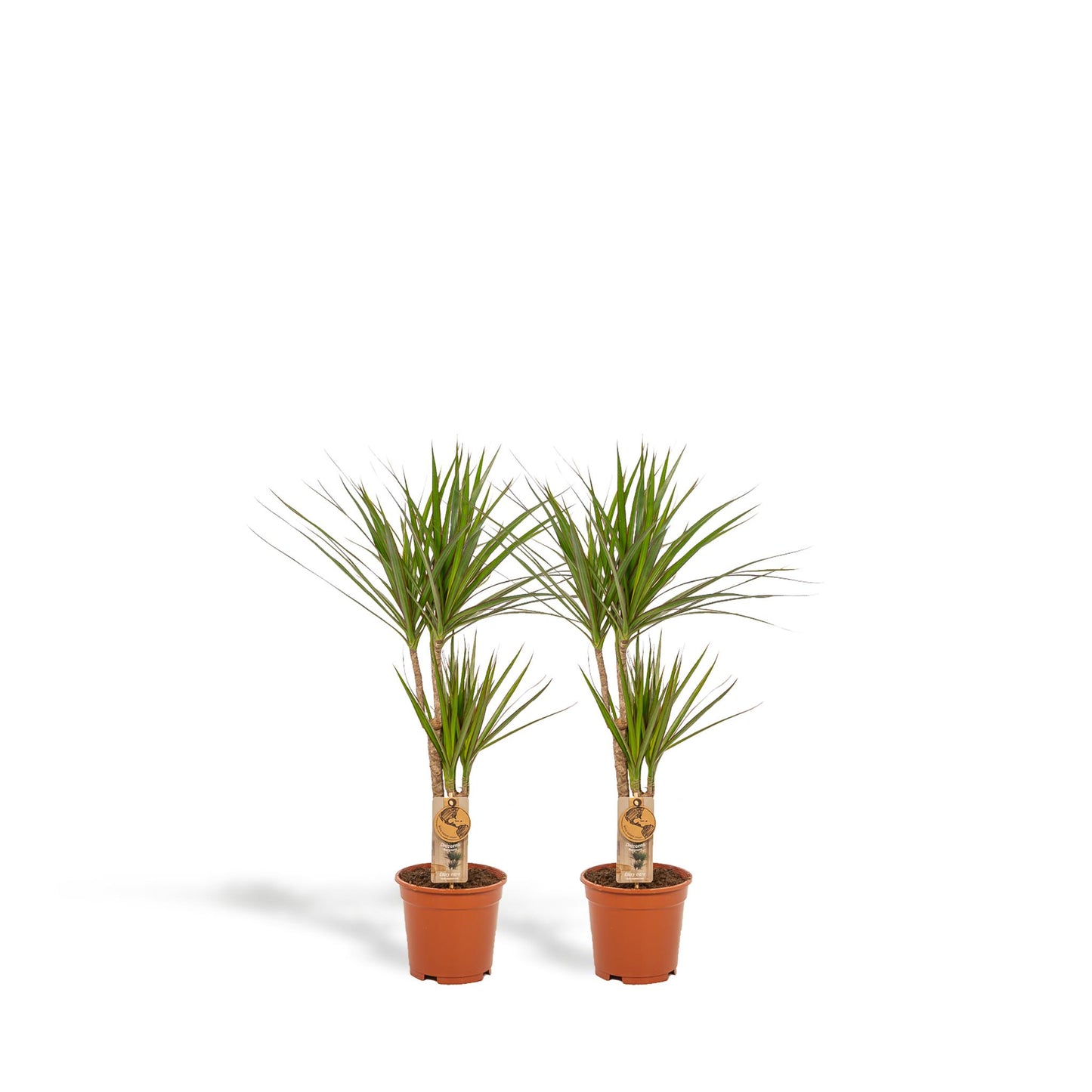 2x Dracaena - Höhe 90 cm - Ø17 cm | Pflegeleichte Zimmerpflanze für stilvolle Dekoration