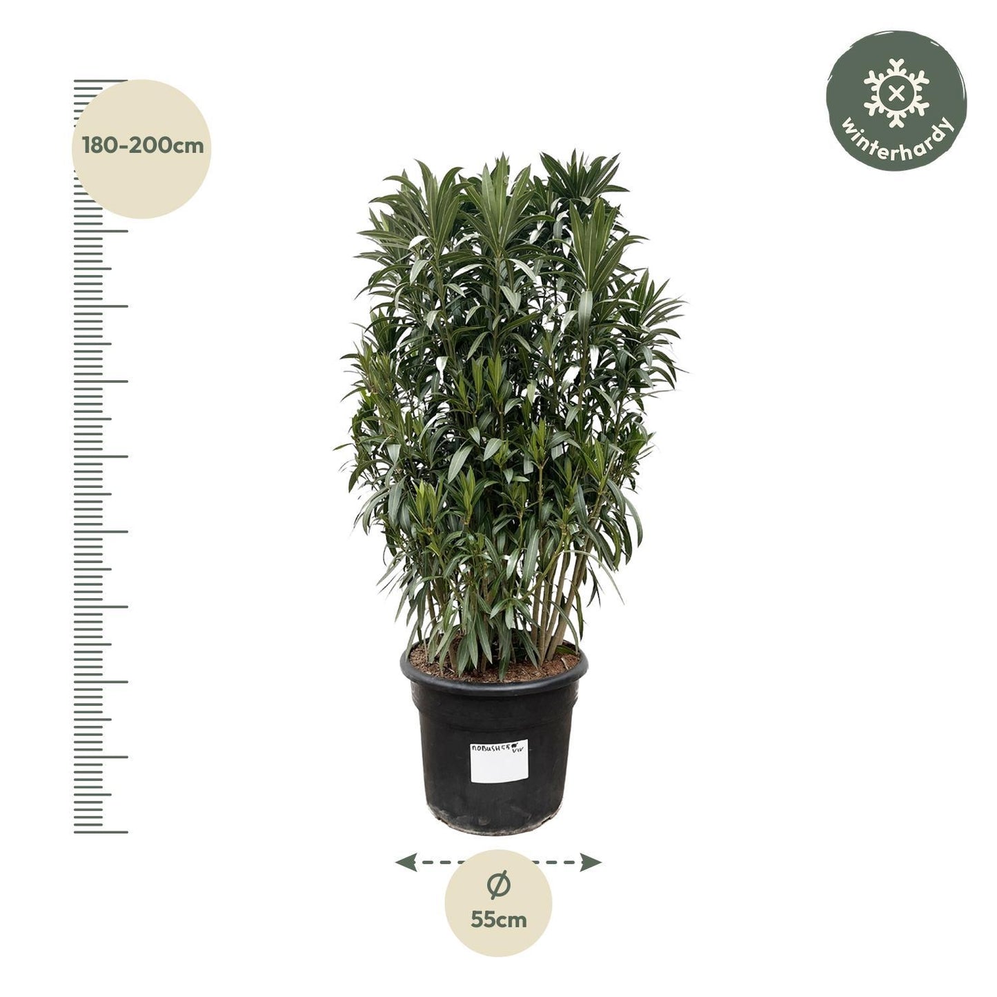 Nerium Oleander Strauch – Majestätischer Oleander für große Außenbereiche (190 cm Höhe, Ø 55 cm)