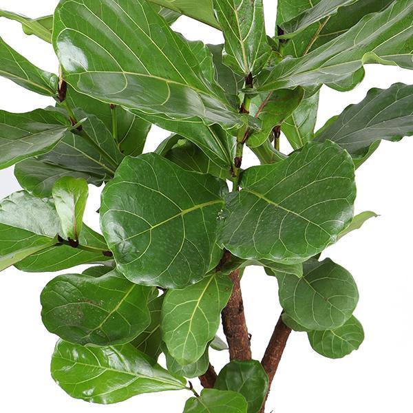 Ficus Lyrata (vertakt) Ø24cm ↕110cm in Albury BLACK print mand