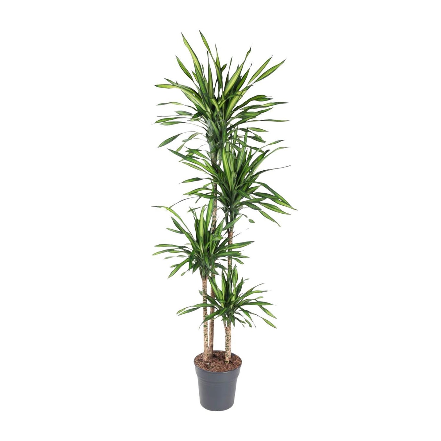 Dracaena Riki - 180 cm - ø27