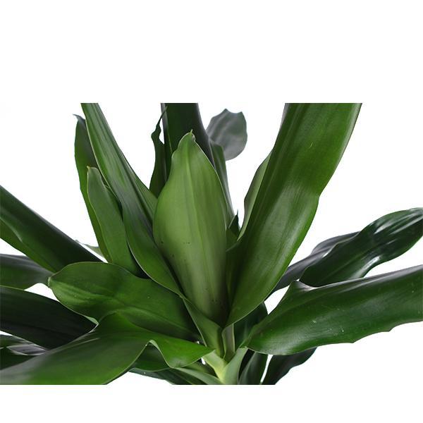 Dracaena Janet Lind Ø24cm ↕120cm  im Era WIT Topf