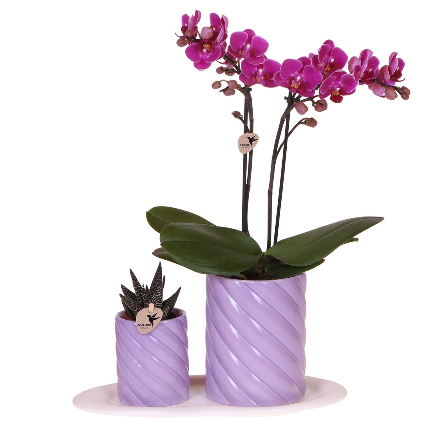 Kolibri Orchids | Geschenkset Optimismus Klein Lila | Grüne Pflanze mit orangefarbener Phalaenopsis Orchidee in Candy Zierpflanzentöpfen auf weißem organischen Tablett