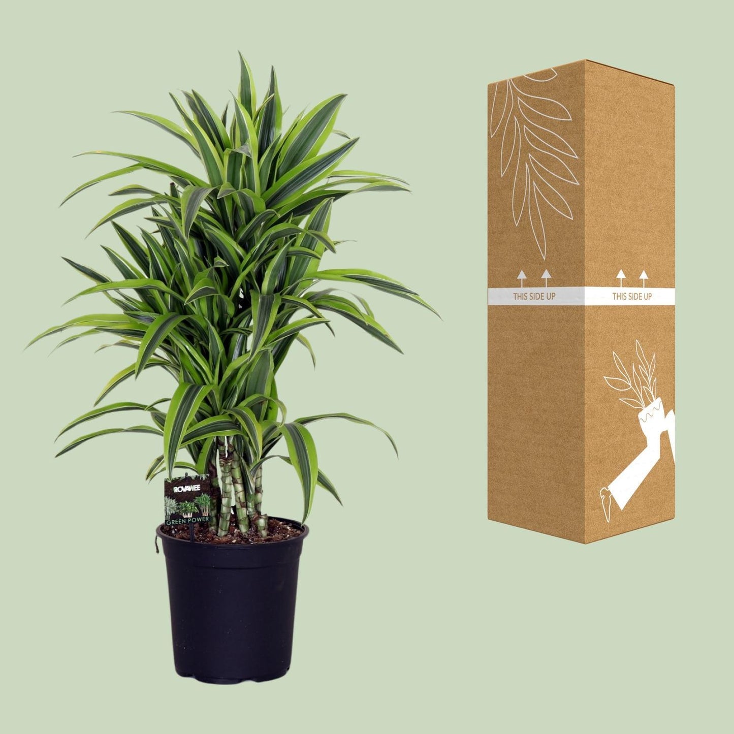 Dracaena Fragr. Lemon Lime - Ø24cm - ↕100cm