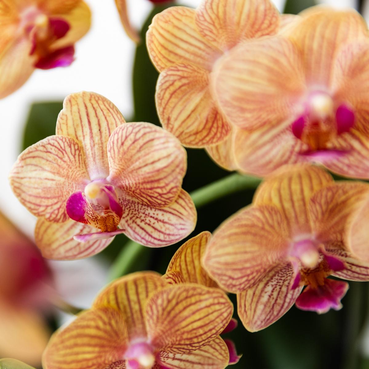 Kolibri Orchids | Orange Phalaenopsis Orchidee - Bolzano + Painted Stripe Topf Orange - Topfgröße Ø9cm | Blühende Zimmerpflanze - Frisch vom Züchter