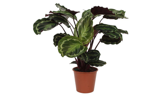 Calathea Medallion - 80 cm - Ø19 cm | Großartige Zimmerpflanze mit Prächtigem Blattmuster