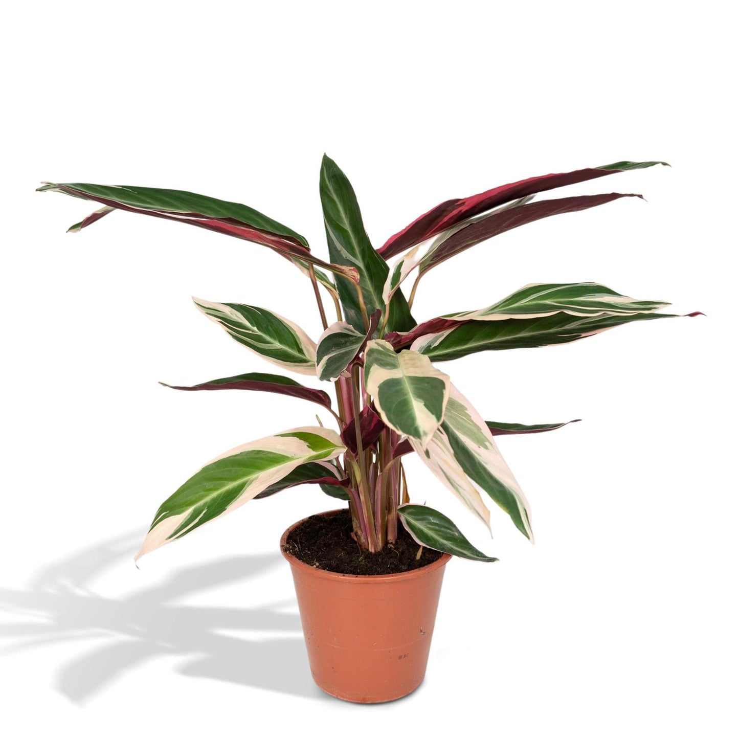 Calathea Triostar - 70cm - Ø19