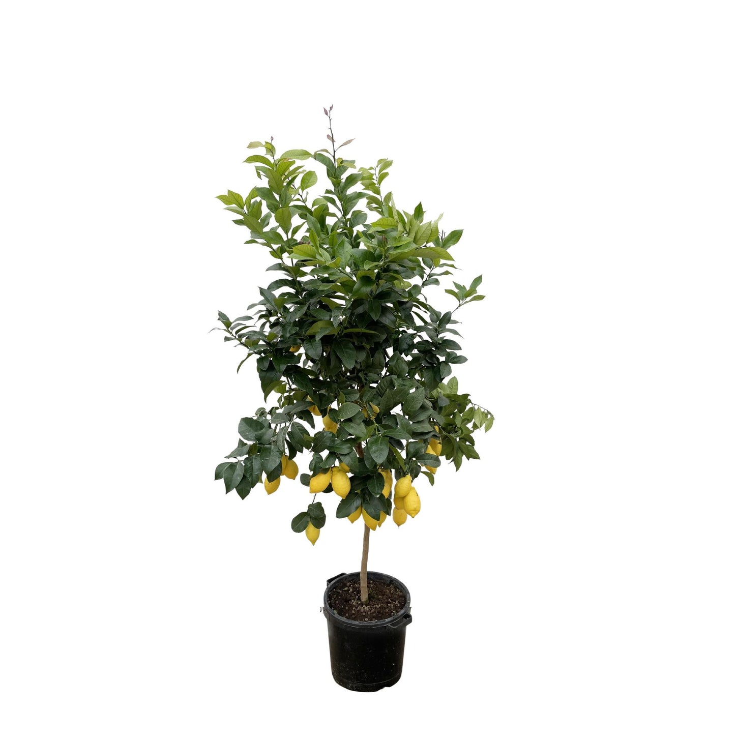 Zitronenbaum - Citrus Lemon - 200 cm - Ø40 cm | Majestätischer Zitrusbaum für Frischen Genuss