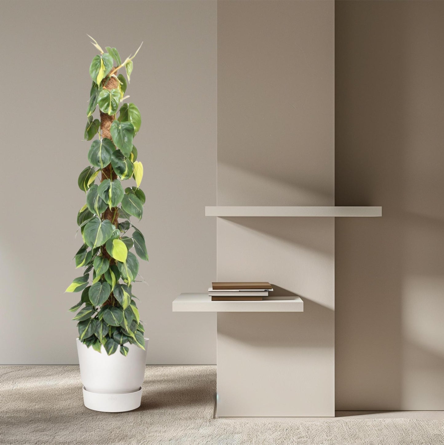 Philodendron Scandens Brasil Moosstange- 150 cm - ø27