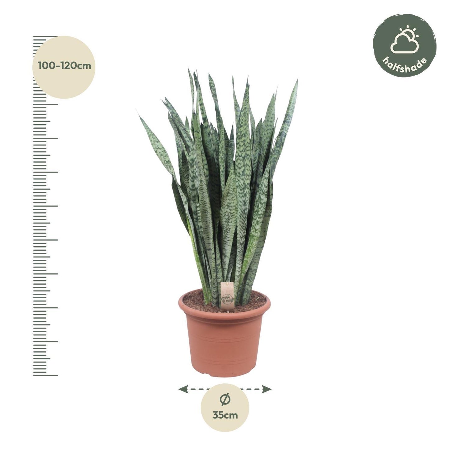 Sansevieria Zeylenica - 110 cm - ø35