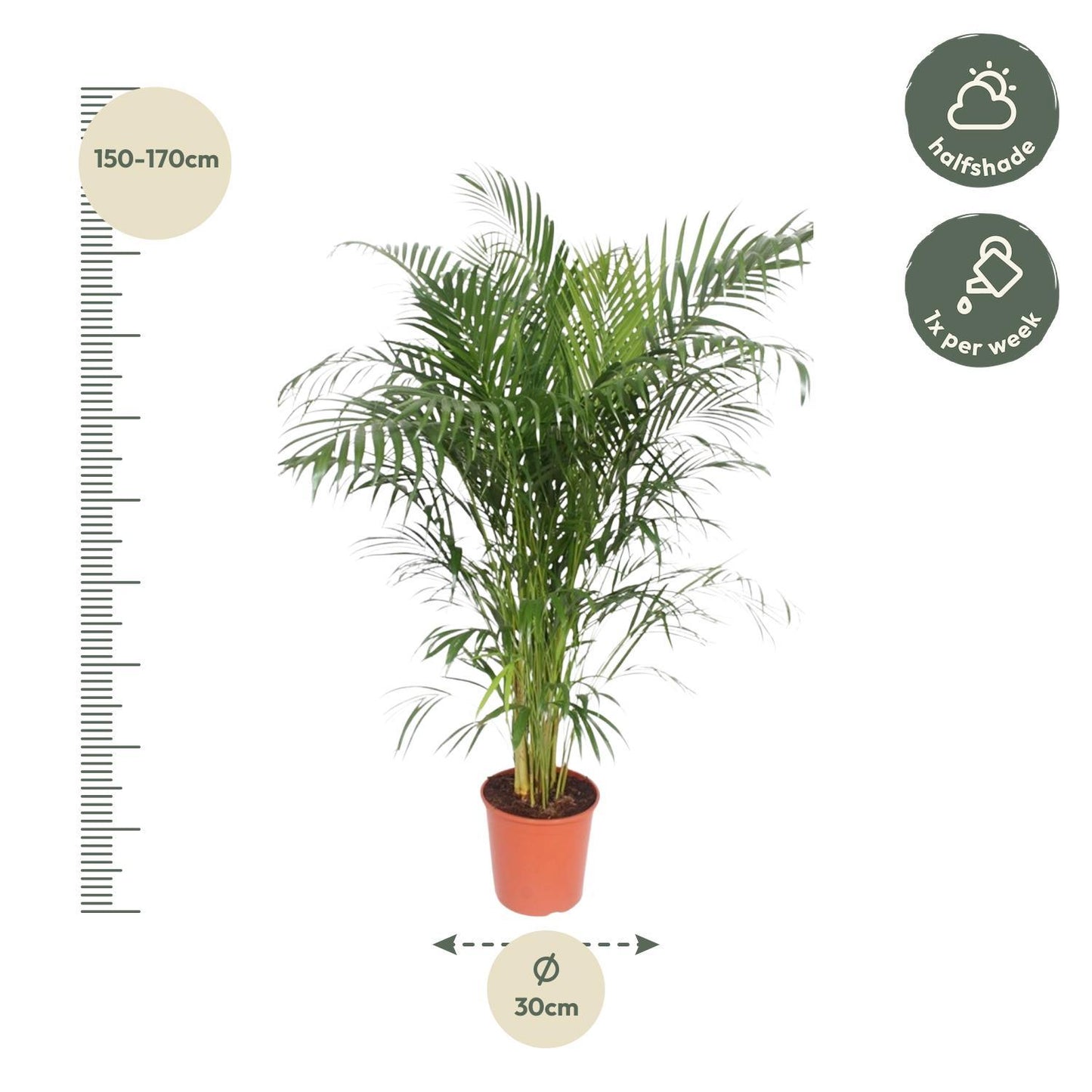 Dypsis Lutescens (Areca Palm) - 160 cm - ø30