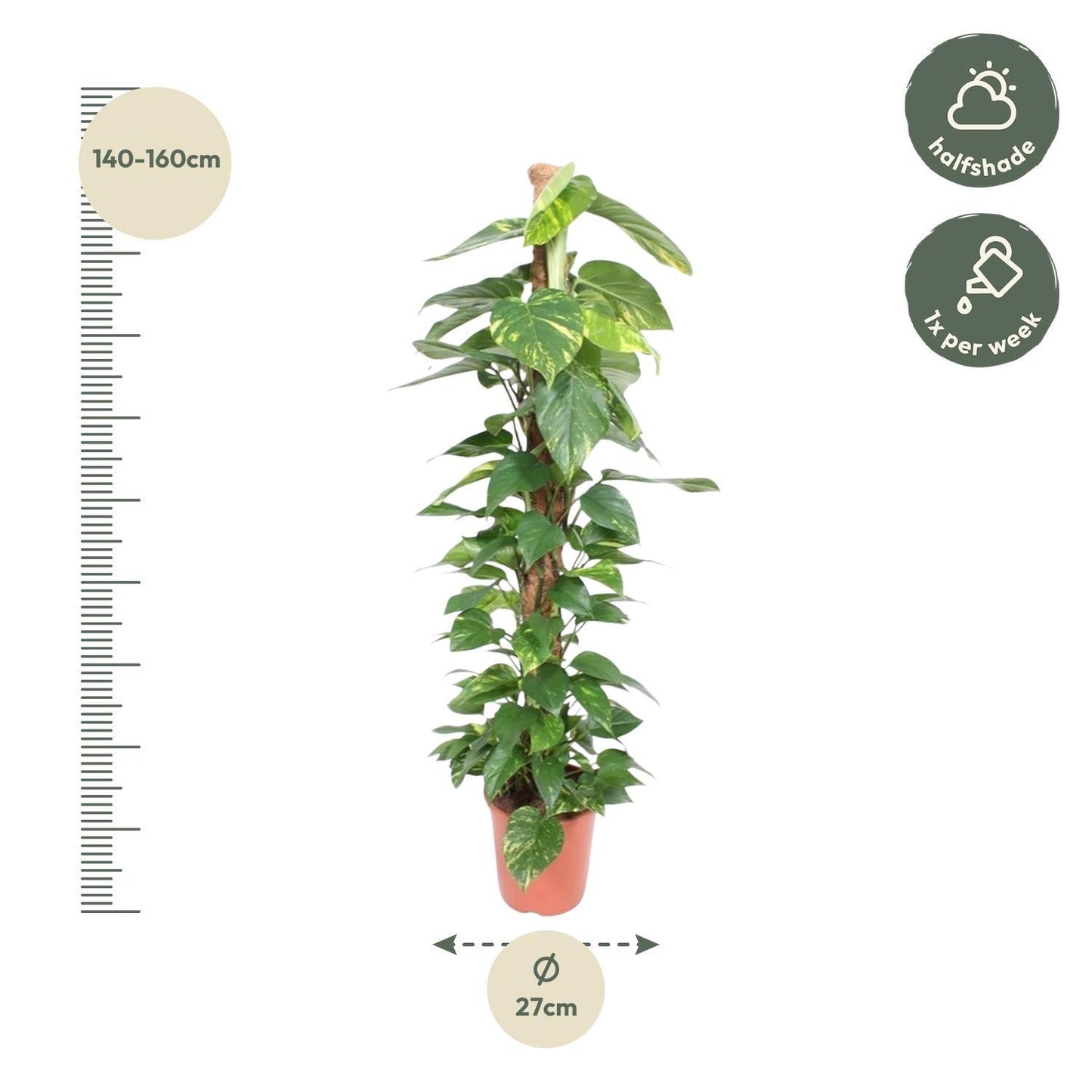 Epipremnum Aureum - 150 cm - ø27