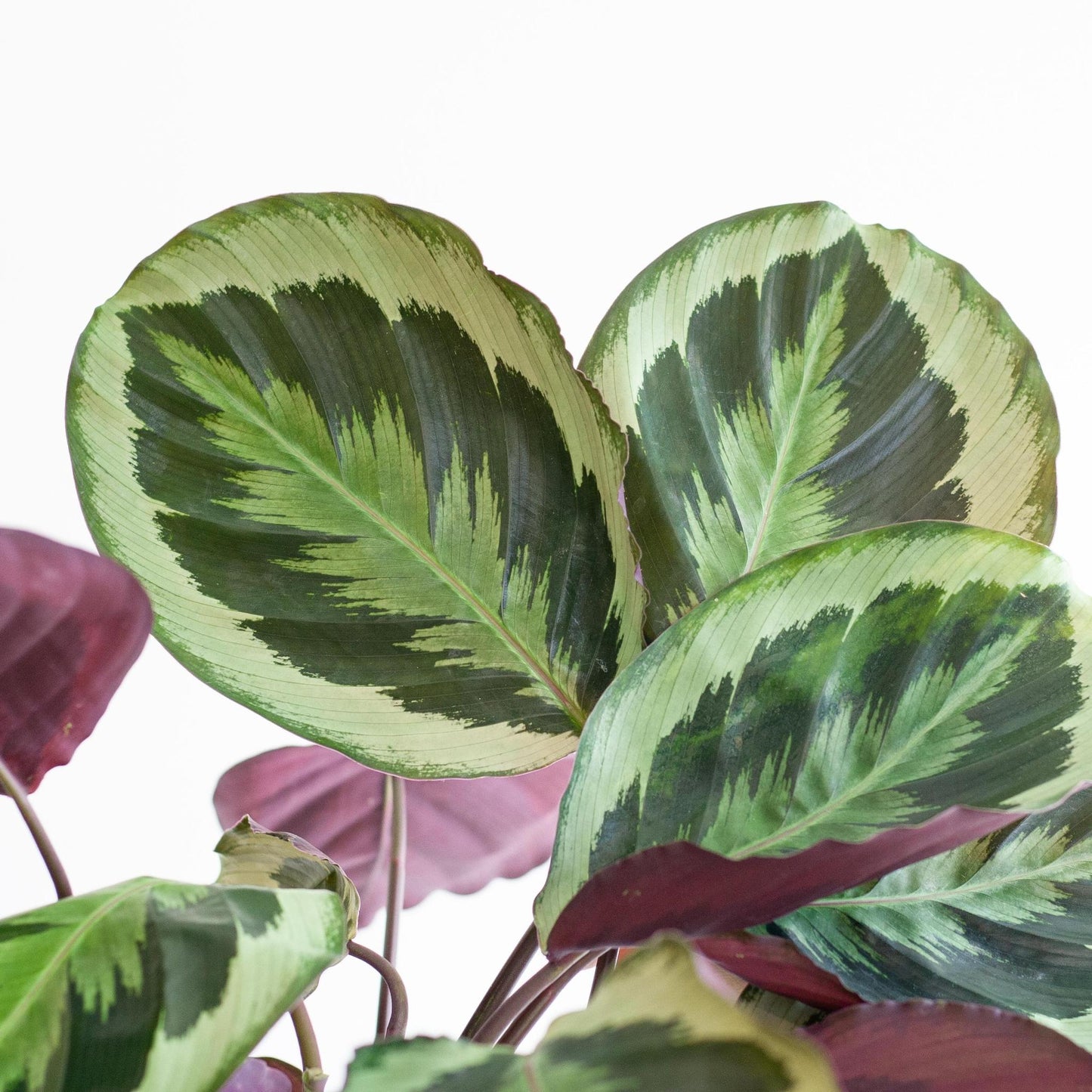 Calathea Medaillon mit Lissabon-Korb Schwarz - 65cm - Ø21