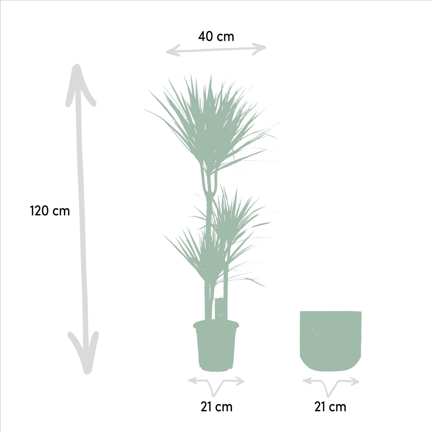 Dracaena mit Topf - ↨120cm - Ø21cm