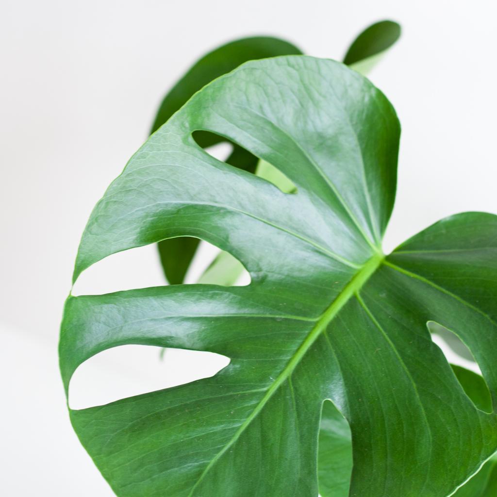 Monstera Deliciosa mit Lissabon Korb weiß- 50cm - Ø17