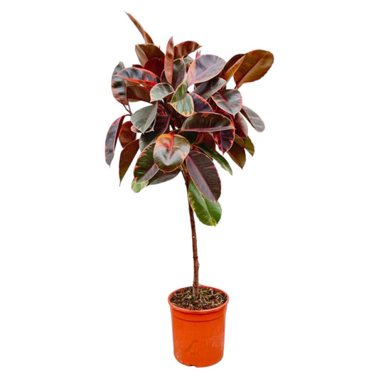 Ficus Elastica Belize am Stamm - 130cm - ø24