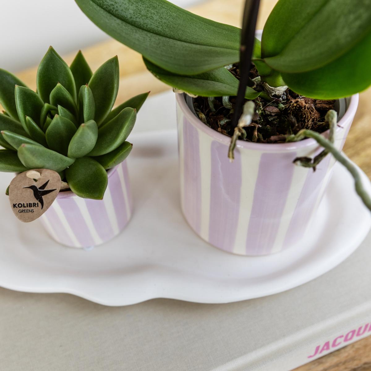 Kolibri Orchids | Geschenkset Mediterranean Sunset Klein | Grüne Pflanze mit Rosa Phalaenopsis Orchidee Andorra in Painted Stripe Zierpflanzentöpfen auf Weißem Organischen Tablett