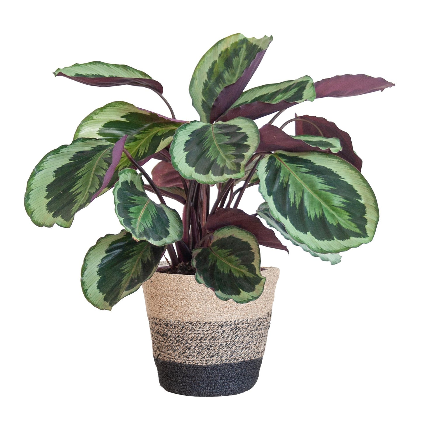 Calathea Medaillon mit Lissabon-Korb Schwarz - 65cm - Ø21