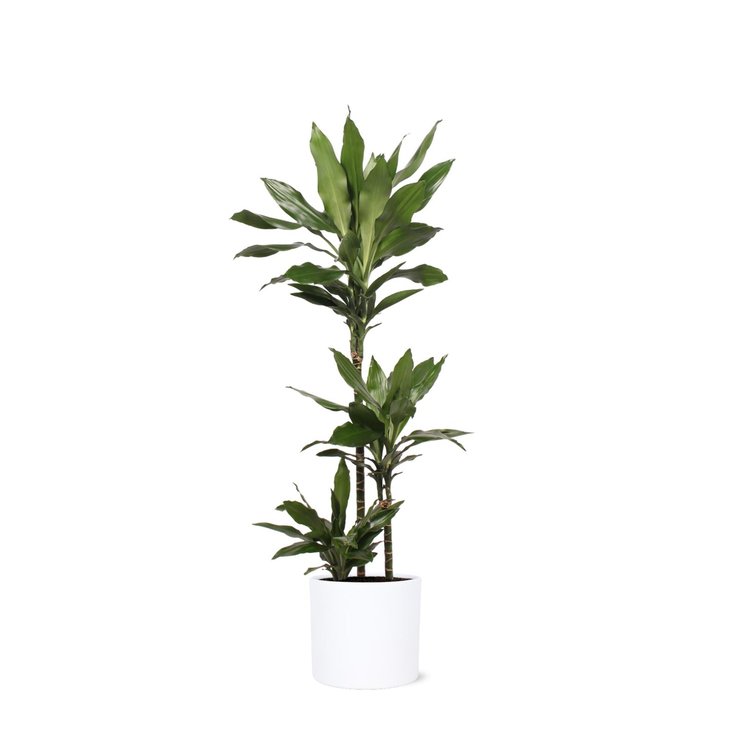 Dracaena Janet Lind Ø24cm ↕120cm  im Era WIT Topf