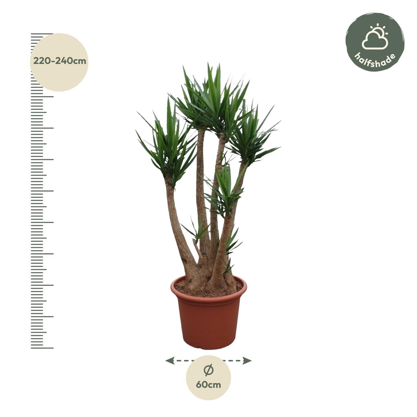 Yucca Elephantipes vertakt - 230 cm - ø60