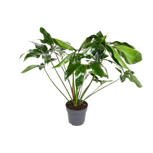 Philodendron Green Wonder – Üppiger Kletterphilodendron für luxuriöse Innenräume (Ø 24 cm, Höhe 100 cm)