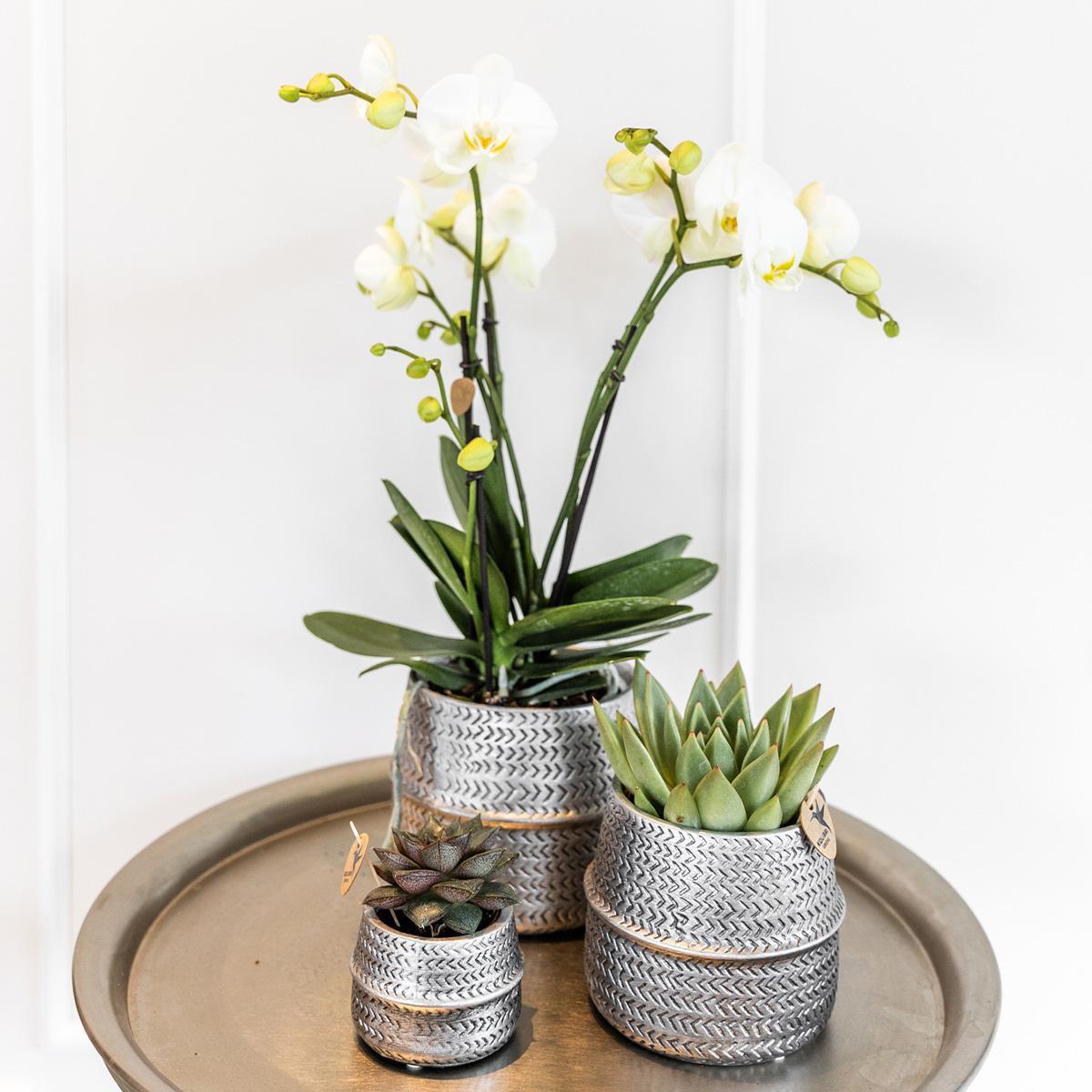 Pflanzenset Groove Silber: Phalaenopsis Orchidee & Crassula Ovata Sukkulente mit Keramiktöpfen