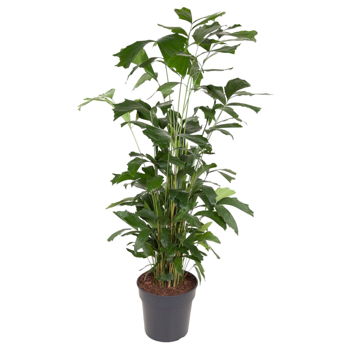 Caryota Mitis - 160 cm - ø31 | Majestätische Tropenpalme für Elegantes Ambiente