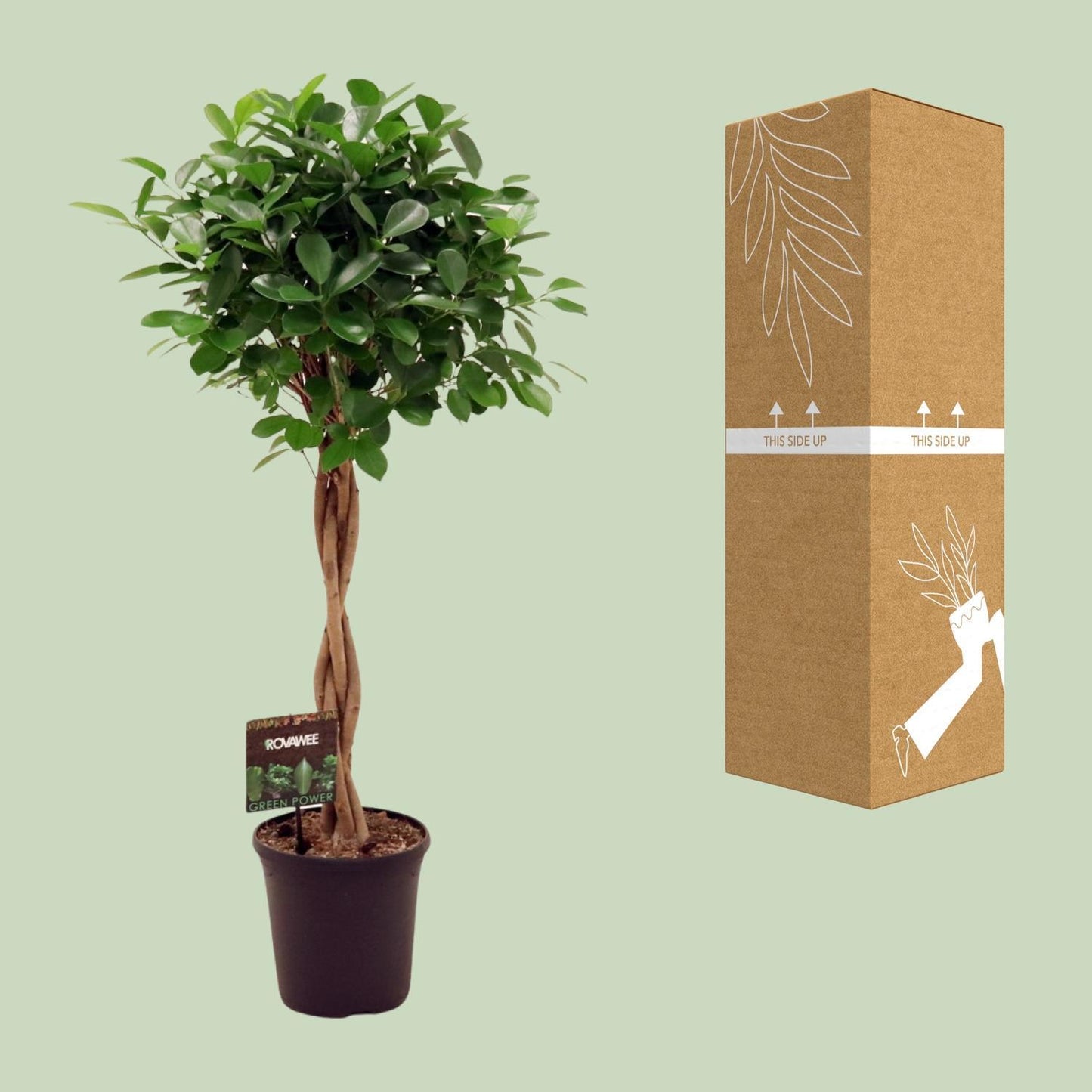 Ficus Micr. Moclame - Ø23cm - ↕110cm