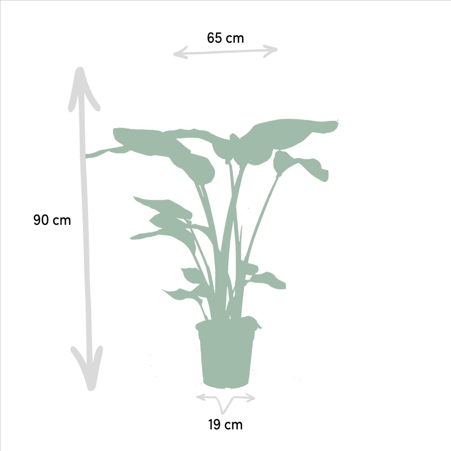 Strelitzia Nicolai - Ø19cm - ↕85cm + Alocasia Macrorrhiza - Ø19cm - ↕70cm