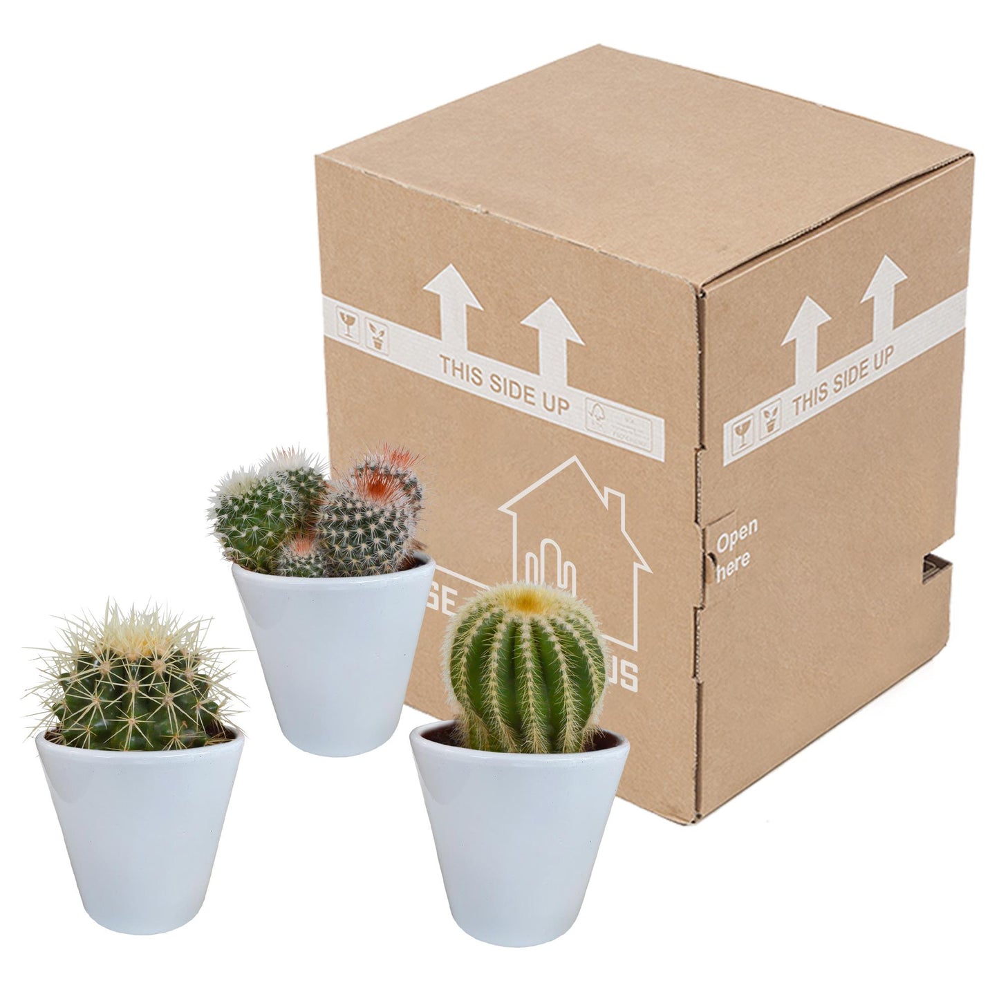 Bolcactus-Mischung - 8,5 cm - im weißen Topf