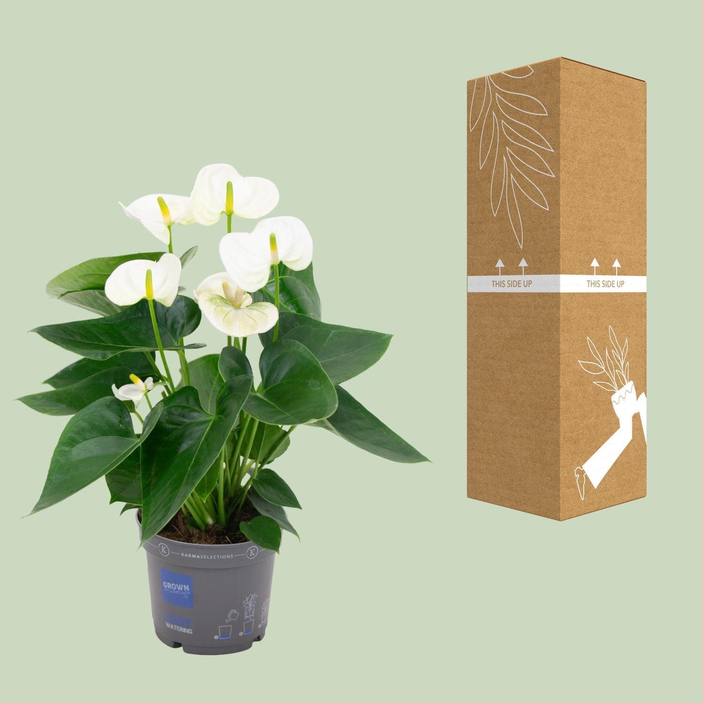 Anthurium White - Ø12cm - ↕43cm