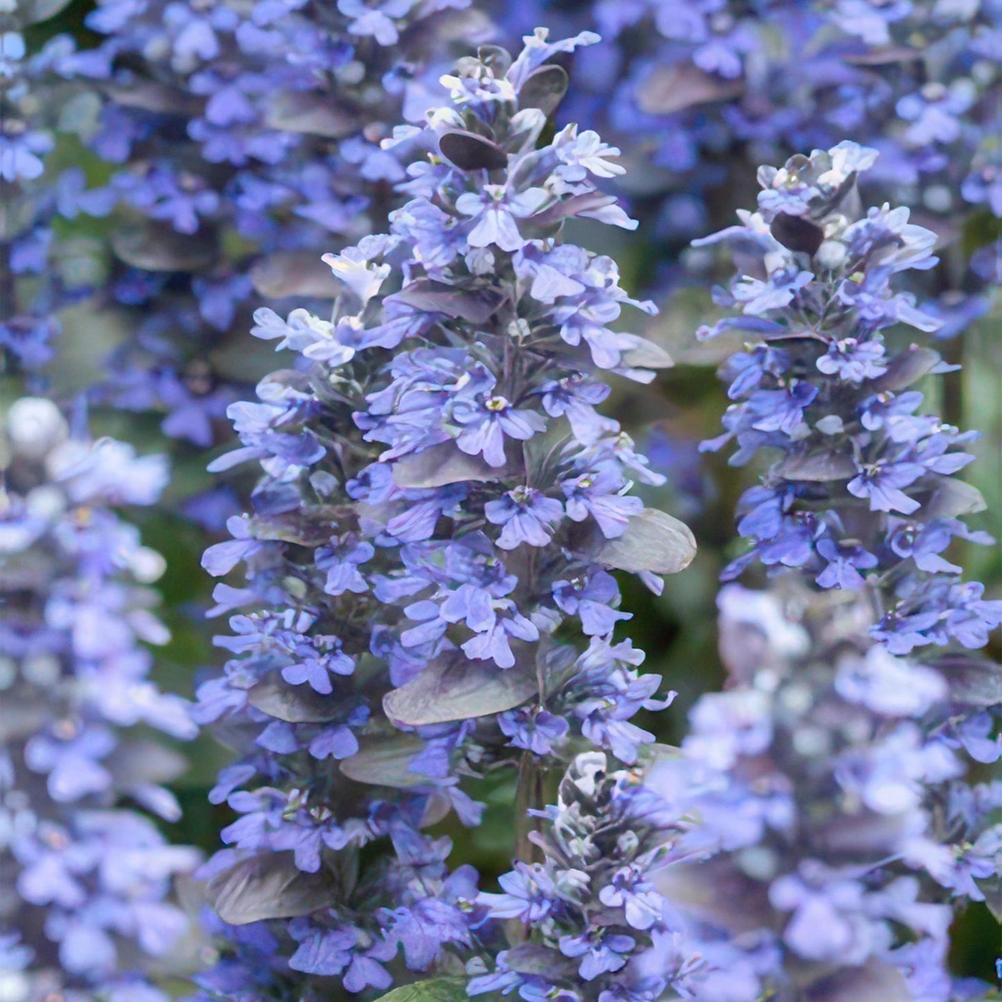 Ajuga reptans (Kriechender Günsel) - im 20er-Pack -↕10-25cm - Ø9cm