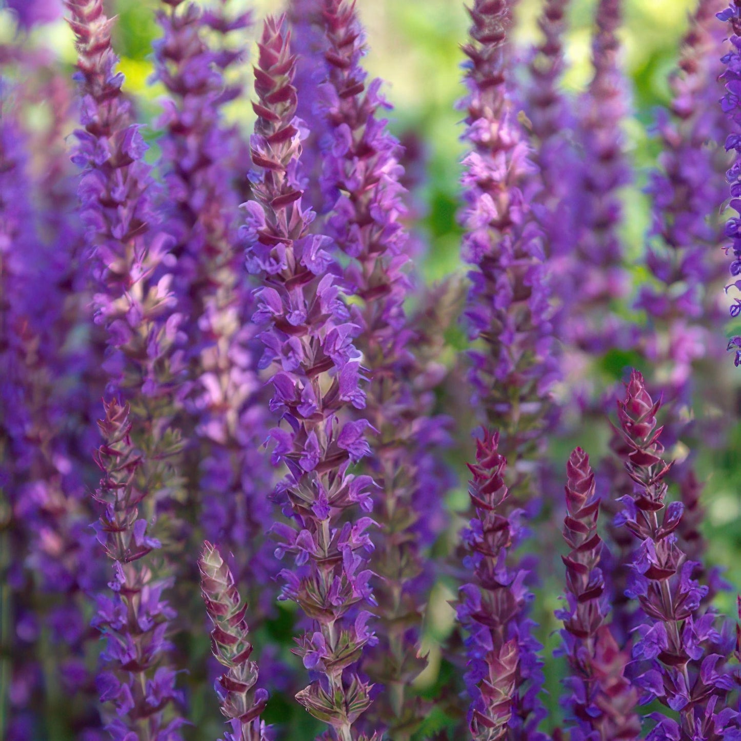 Salvia nem. 'Ostfriesland' - ↕10-25cm - Ø9cm  - 40x