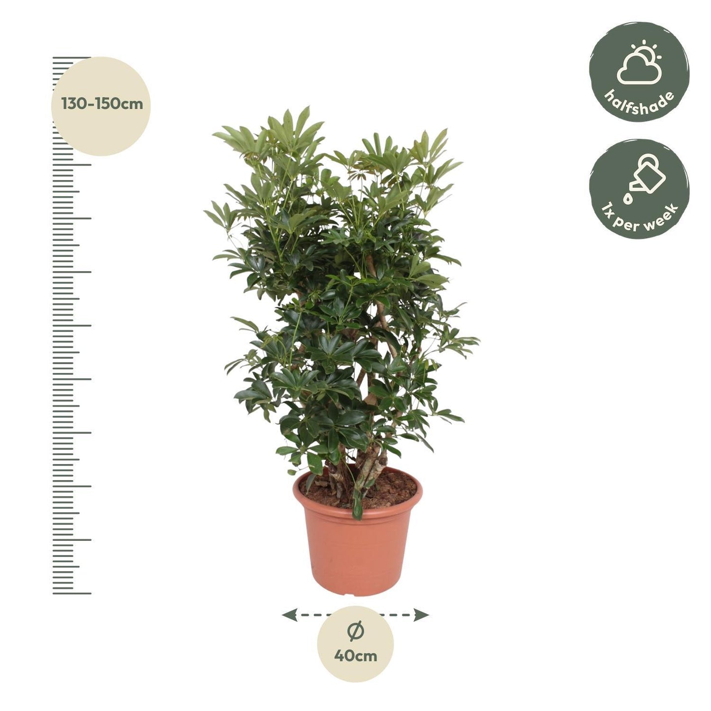 Schefflera Arboricola Compacta vertakt - 140 cm - ø40