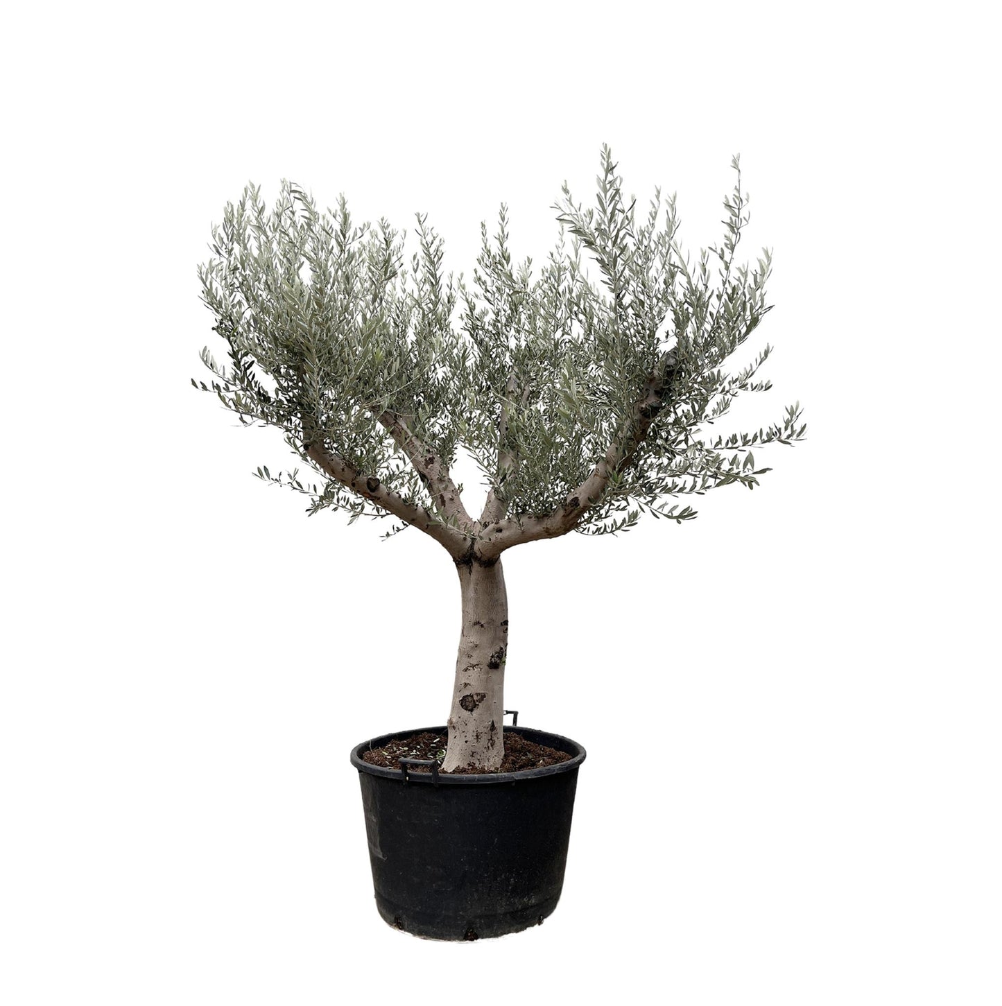 Olea europaea Cultivo – Großzügiger Olivenbaum für eindrucksvolle Außenbereiche (250 cm Höhe, Ø 80 cm)