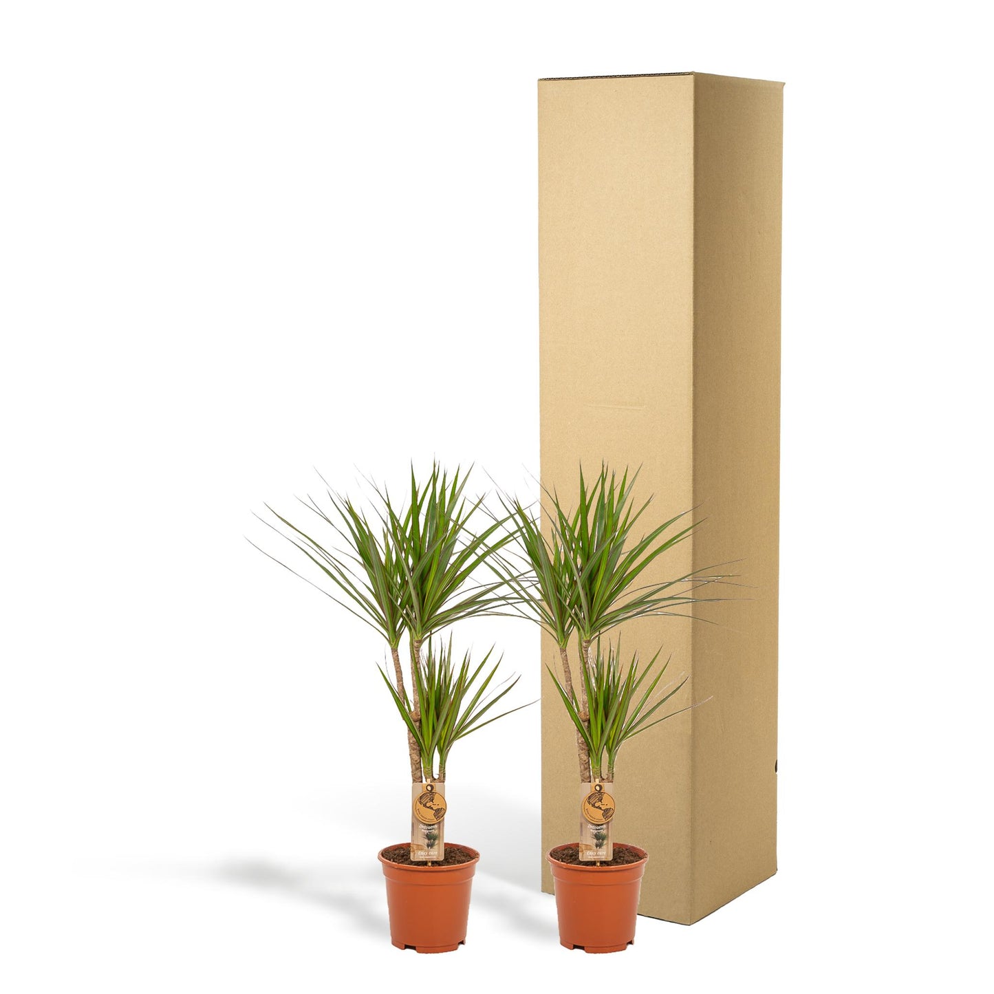 2x Dracaena - Höhe 90 cm - Ø17 cm | Pflegeleichte Zimmerpflanze für stilvolle Dekoration