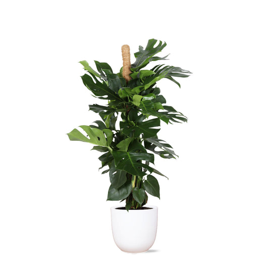 Monstera Deliciosa  Ø27cm - ↕150cm im weißen Topf