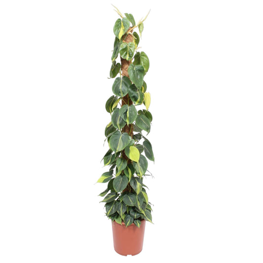 Philodendron Scandens Brasil Moosstange- 150 cm - ø27