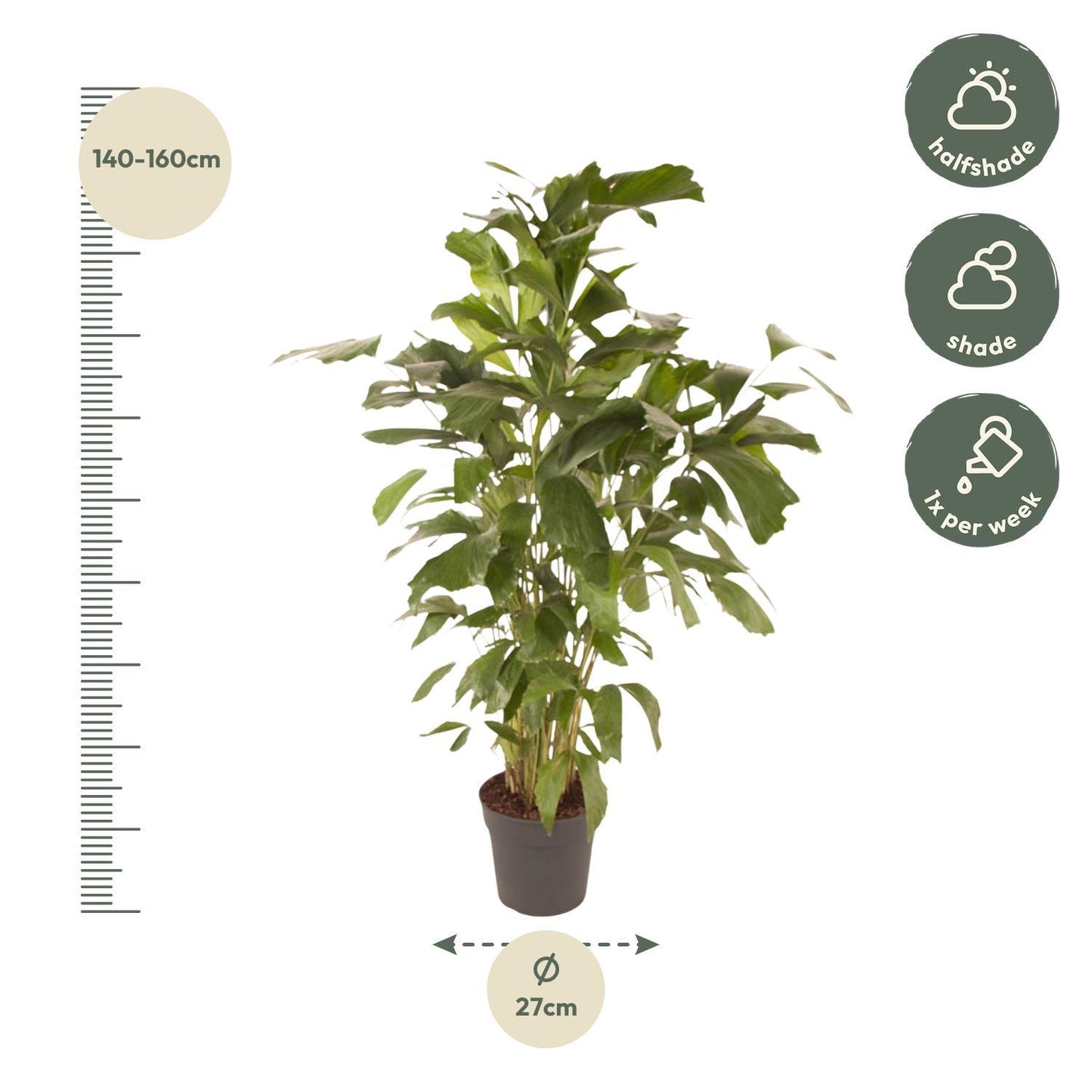 Caryota Mitis - 150 cm - Ø27 cm | Großartige Tropenpalme für Exotisches Flair