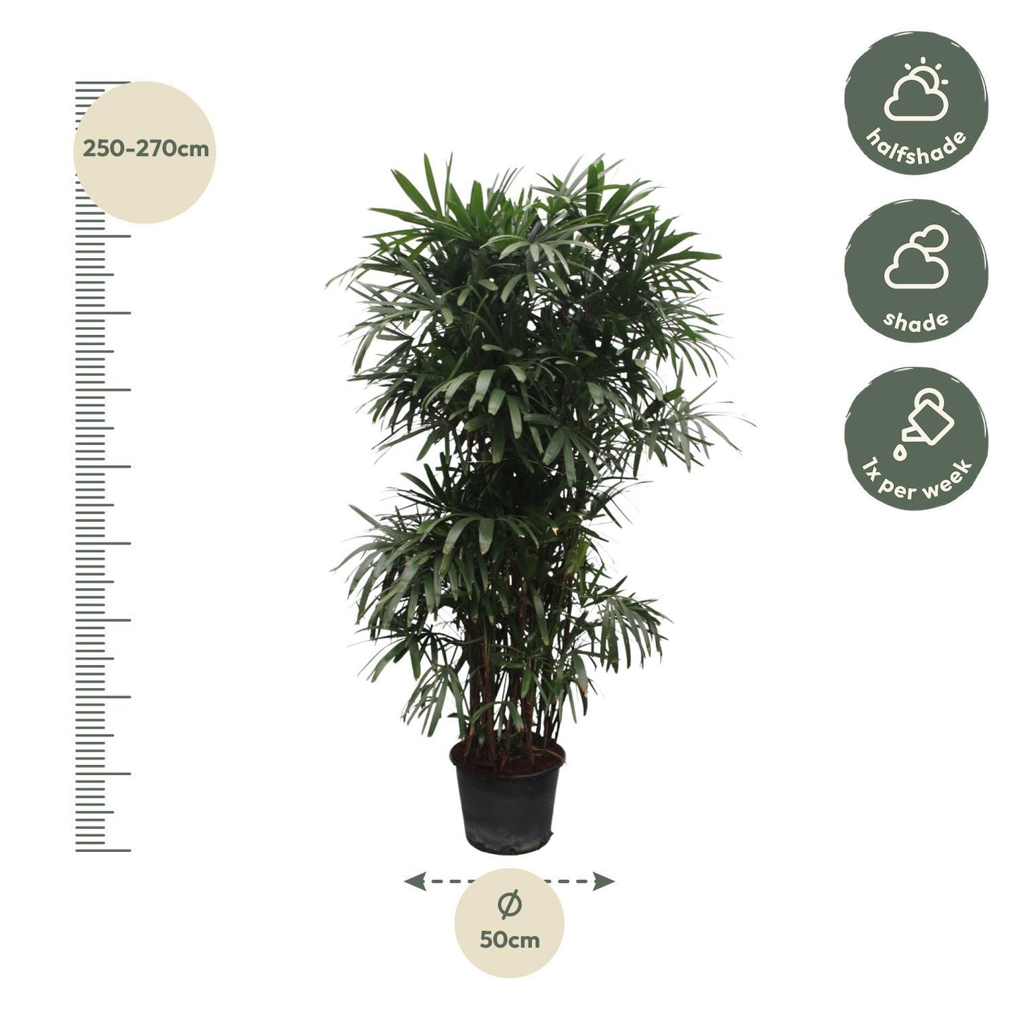 Rhapis Excelsa - 260 cm - ø50 cm